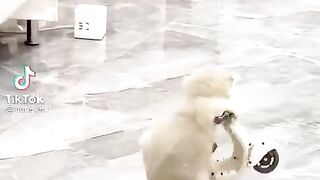 si pembalap kecil ll kucing lucu naik motor