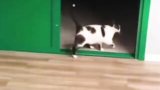 kucing takut ama timun