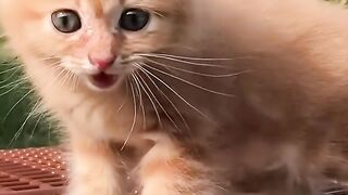 Suara kucing 2