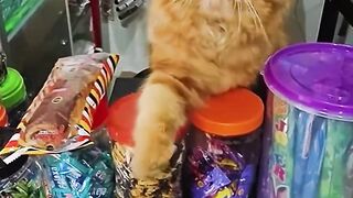 KUCING JUALAN DI WARUNG