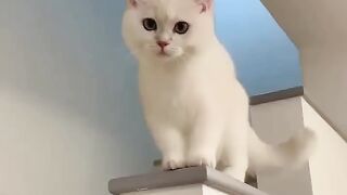 kucing ketawa lucu