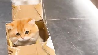 kucing gemoy naik kereta kardus #kucinggemoy #kucingimut #kucinglucu #kucingoren #kucingpintar