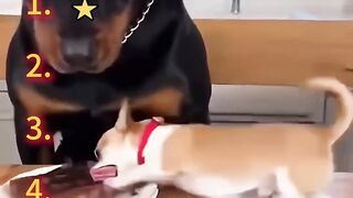 Ranking Best Chihuahua Vs Rottweiler