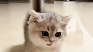 New Cool Tool! New Viral Gadgets, Smart Kichen Appliances, Tolls, Utensils, HomeCleaning Cute cats