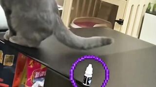 Cats that deserve an Oscar for pretending #cat #catshorts