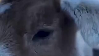 Cute Animal Sounds  ... #goat #calf #rooster #duck #dog #villagelife #viral