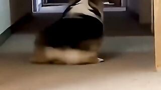 funny dogs  #funnydogs #funnyanimals #funnyvideo #tyshorts #funnyshorts #viral