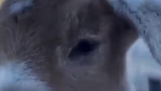 Cute Animal Sounds  #goat #Sheep #rooster #calf #Capricorn #viral