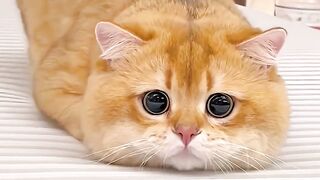 These Playful Cats Just Fixed My Day