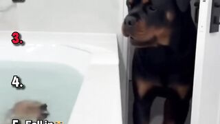 Ranking Best Chihuahua Vs Rottweiler Rematch