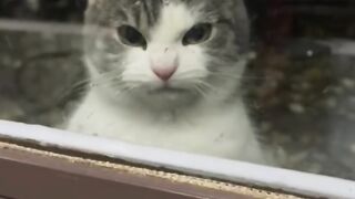 Cats Can't Be Angry Part 2  #cats