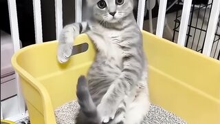 Cats Sitting Like Humans