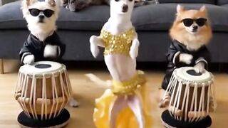 When the Bulldog does Shakira better!  #dancers #trendingreel #bellydance #Chihuahua