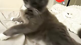 Cats Can't Be Angry  #shorts