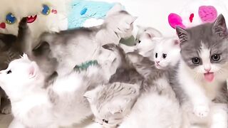 Caught Being Cute Again! #cute  #cat #kitten #meow  #funny