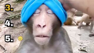 Top 5 Monkey Legends