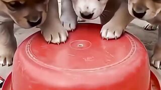 كلاب الحارة و الألعاب النارية  #funny #abuqais24 #shorts