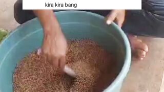 Pelet MURAH dicampur dengan pelet MAHAL apakah BAGUS ke ikan lele❓