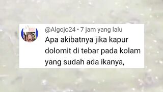 Begini jadinya jika KAPUR DOLOMIT ditebar kekolam yang sudah ada ikannya
