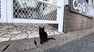 A black cat was standing by the side of the road and looked at me, so I went over and petted it.