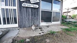 The moment I petted it... it started scratching at the wall!? The cat in front of the barber shop on the island was just too cute.