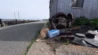I spotted this cat on a road along the coast; it's drinking water from a bucket.