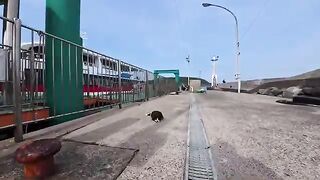 The calico cat that was there seemed pleased when I petted it, and rolled over onto its back.