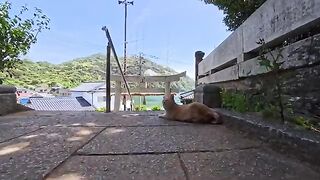 When I petted a cat resting in the shade of a shrine... it went into full-on affectionate mode, providing endless comfort.