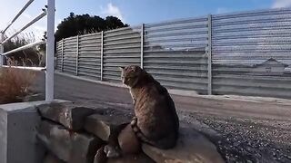 I petted a cat I found on the side of the road, and it became friendly and rubbed against my legs. So cute!