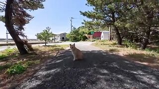 As I was petting a tabby cat on the beach path, another tabby cat with a wide face came over.
