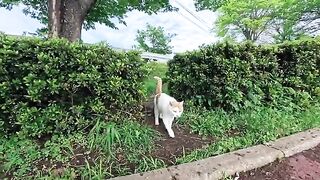 The cat in the park came out of the bushes when it saw my face and headed to its favorite gazebo to get petted.