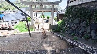 I was resting in the shade of the shrine when...a miraculous moment occurred: a cat trotted up the stairs.