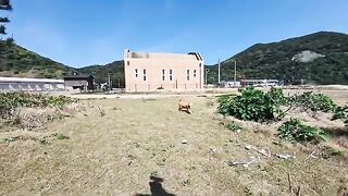 I met a cat at a shrine near the harbor, and together we went to a small shrine on the edge of a cliff.