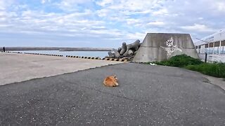 I'm releasing a compilation of previously unreleased cat videos I filmed this week.