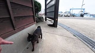 The black cat at the port on Cat Island climbed onto my lap when I sat on a bench at the ferry terminal.