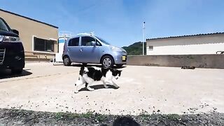 When I arrived on the island and got off the ferry, a calico cat greeted me.