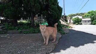 I visited a shrine on Cat Island, accompanied by a cat I met at the bottom of the stairs.