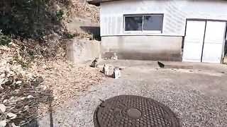 The cats relaxing peacefully at the port on Cat Island were just too cute.