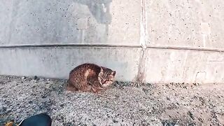 A cat near the port on Cat Island seemed to enjoy being petted on the head.