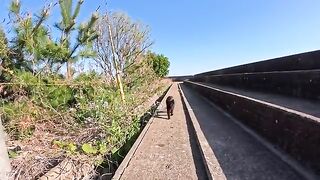 The black cat that was on the breakwater trotted over to me and then rolled over and lay down.