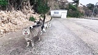 As I walked down the street near the port on Cat Island, lots of cats came up to me.