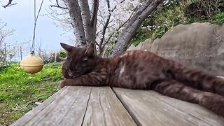 A cat was fast asleep on a table by the road... so cute, it felt like time stopped.