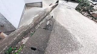 I met a cat in an alley on Cat Island. When I sat down on the stone steps by the road, it came over and sat next to me.