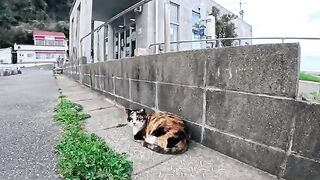 The calico cat at the harbor that always greets me properly is just too cute.