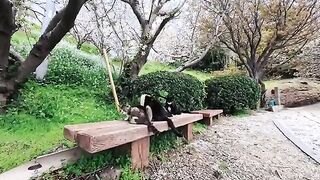 There were cats gathered on a bench below the shrine on Cat Island, so I sat next to them and petted them.