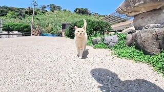 I met a cute tabby cat at the port right after getting off the ferry to Cat Island.