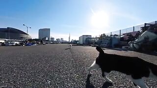 When I went to the fishing port, a calico cat with a mustache and a calico cat with heart-shaped markings came to get petted.