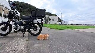 When I returned to my motorcycle... there was a cat sleeping beside me. Could it have been waiting for me?