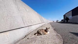 I'm releasing a compilation of previously unreleased cat videos I filmed this week. 2