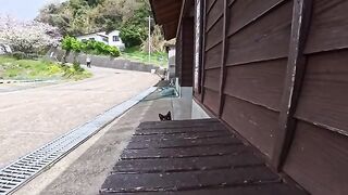 As I sat on a bench at the ferry terminal on Cat Island, a black cat jumped onto my lap.